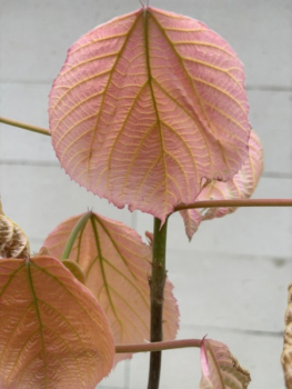 Alchornea davidii 1